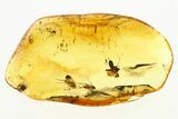 Three Fossil Fungus Gnat (Mycetophilidae) In Baltic Amber #272117-1